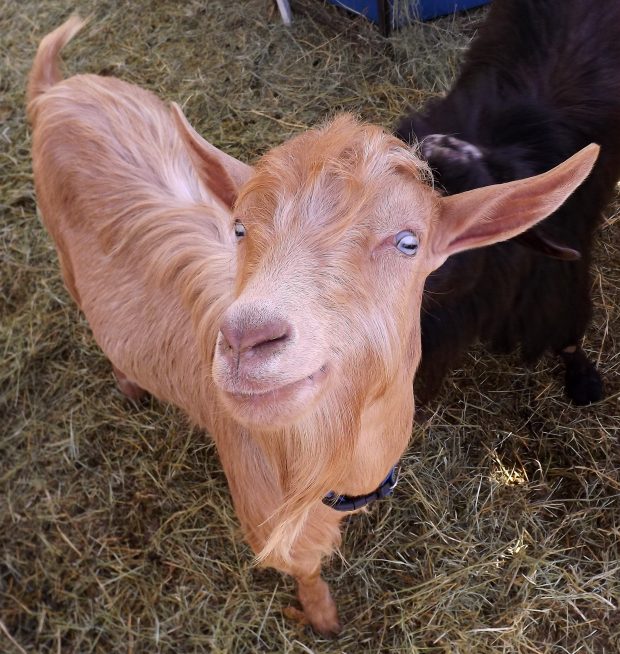 AnimalAssisted Therapy Goats Goat Companions
