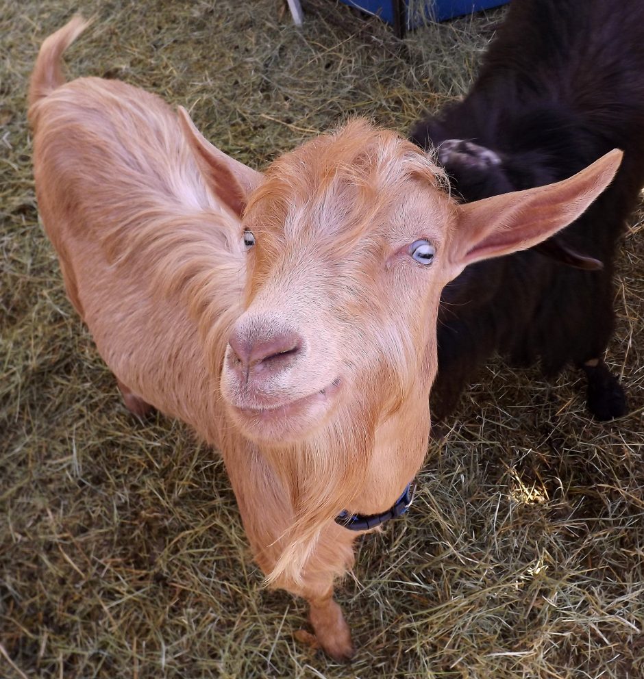 Goat Companions