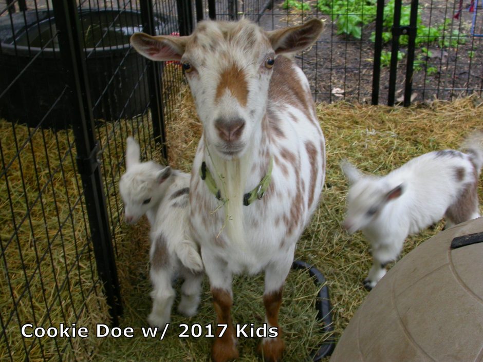 Goat Companions