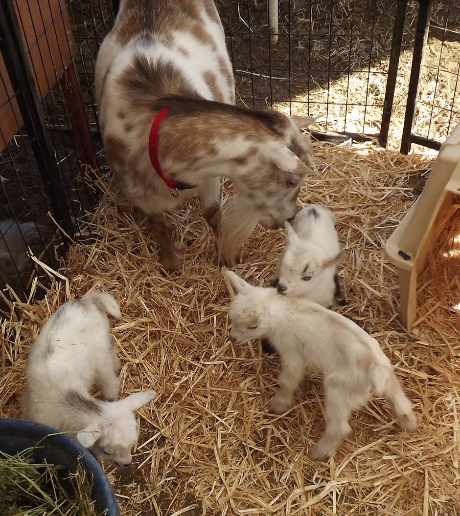 Goat Companions