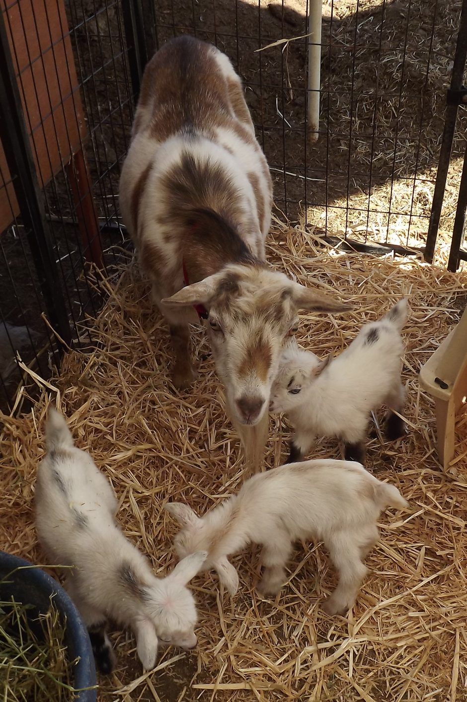 Goat Companions