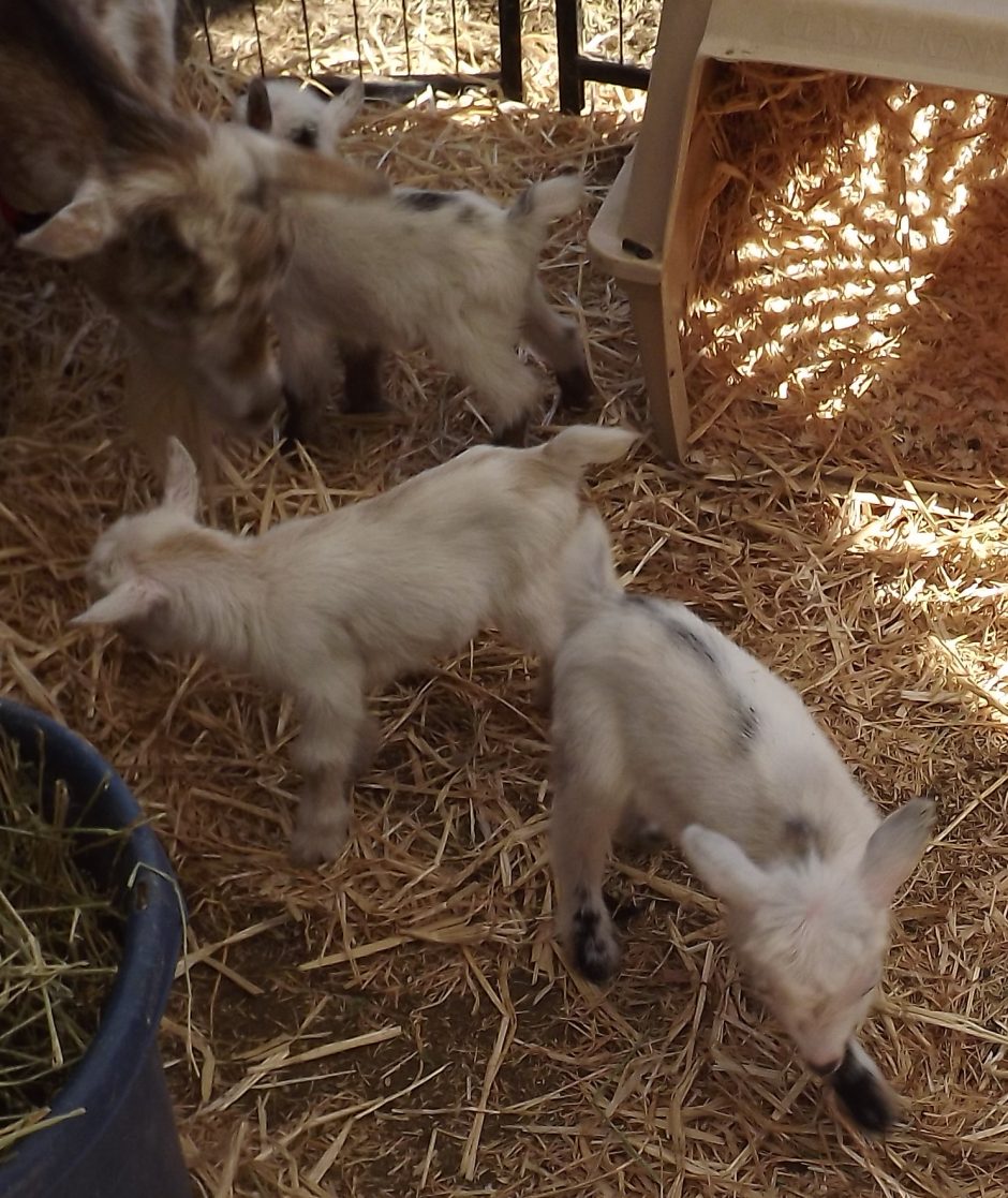 Goat Companions