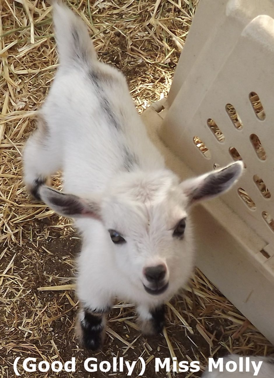 Goat Companions