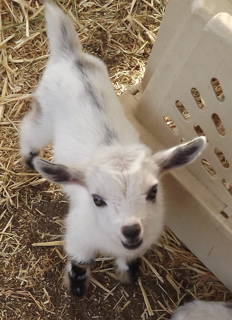 Goat Companions