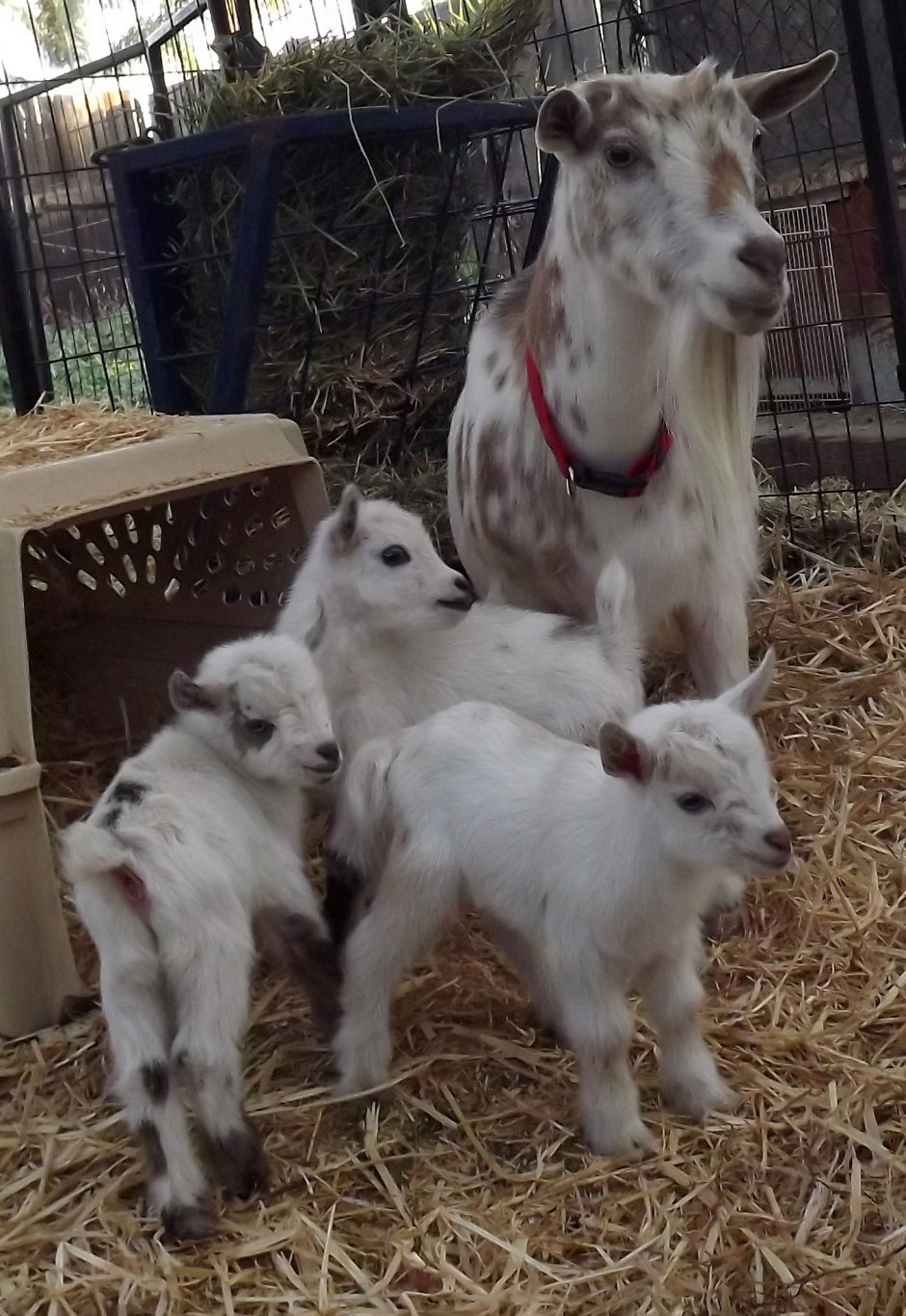 Goat Companions