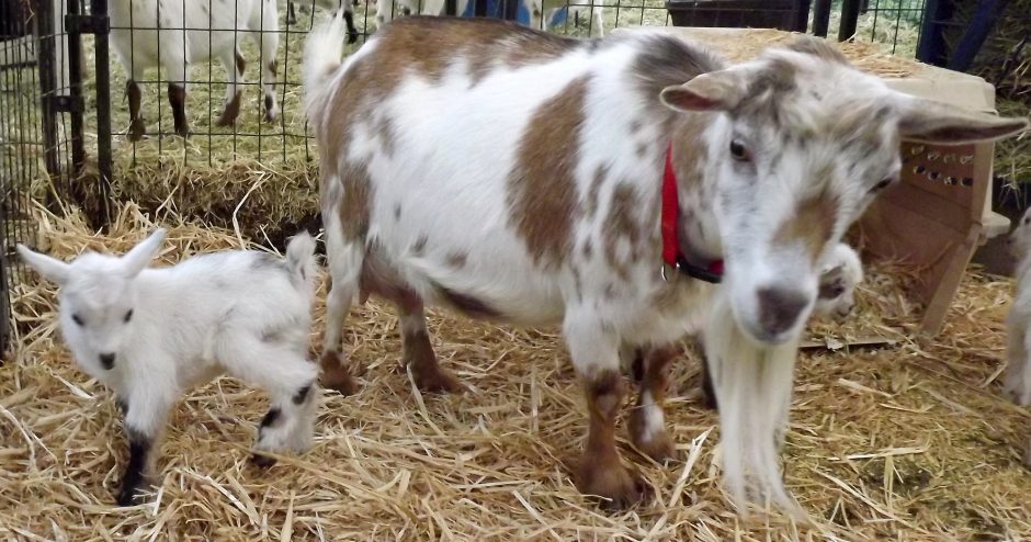 Goat Companions