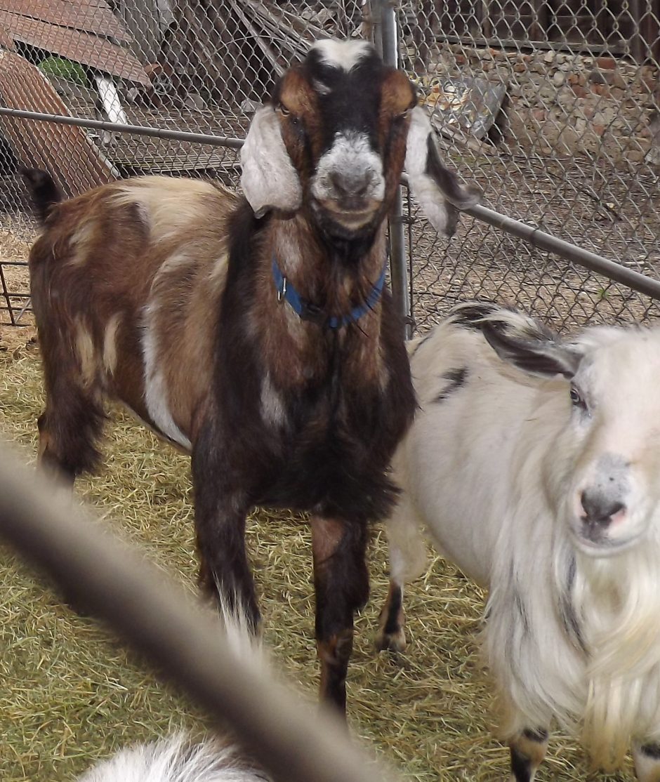 Goat Companions