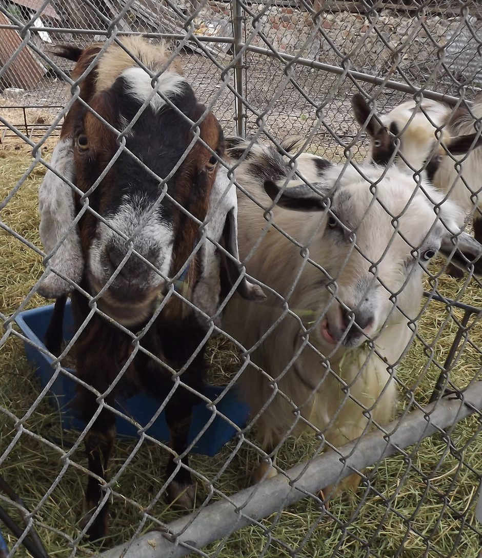 Goat Companions