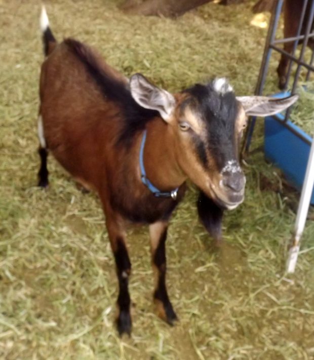 Animal-Assisted Therapy Goats – Goat Companions