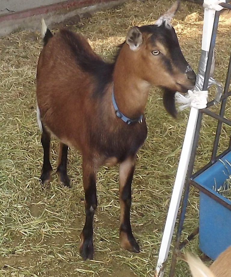 Bingo – Miniature La Mancha/Nigerian Dwarf Wether – Goat Companions