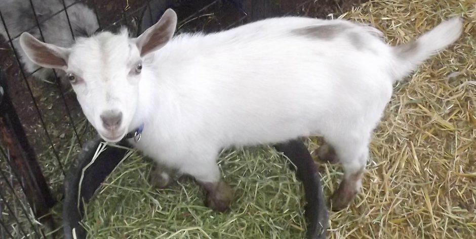 Goat Companions