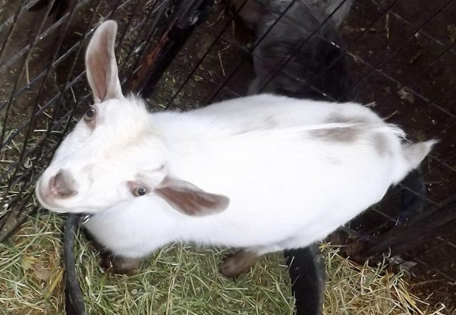 Goat Companions