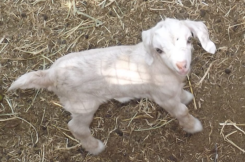 Goat Companions