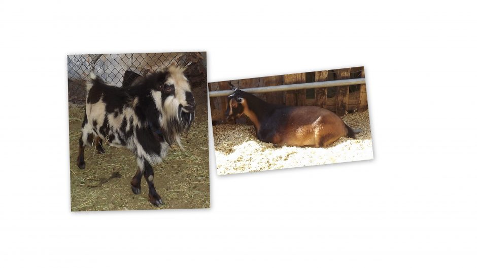 Goat Companions