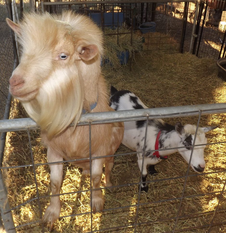 Emotional Support Goat Goat Companions