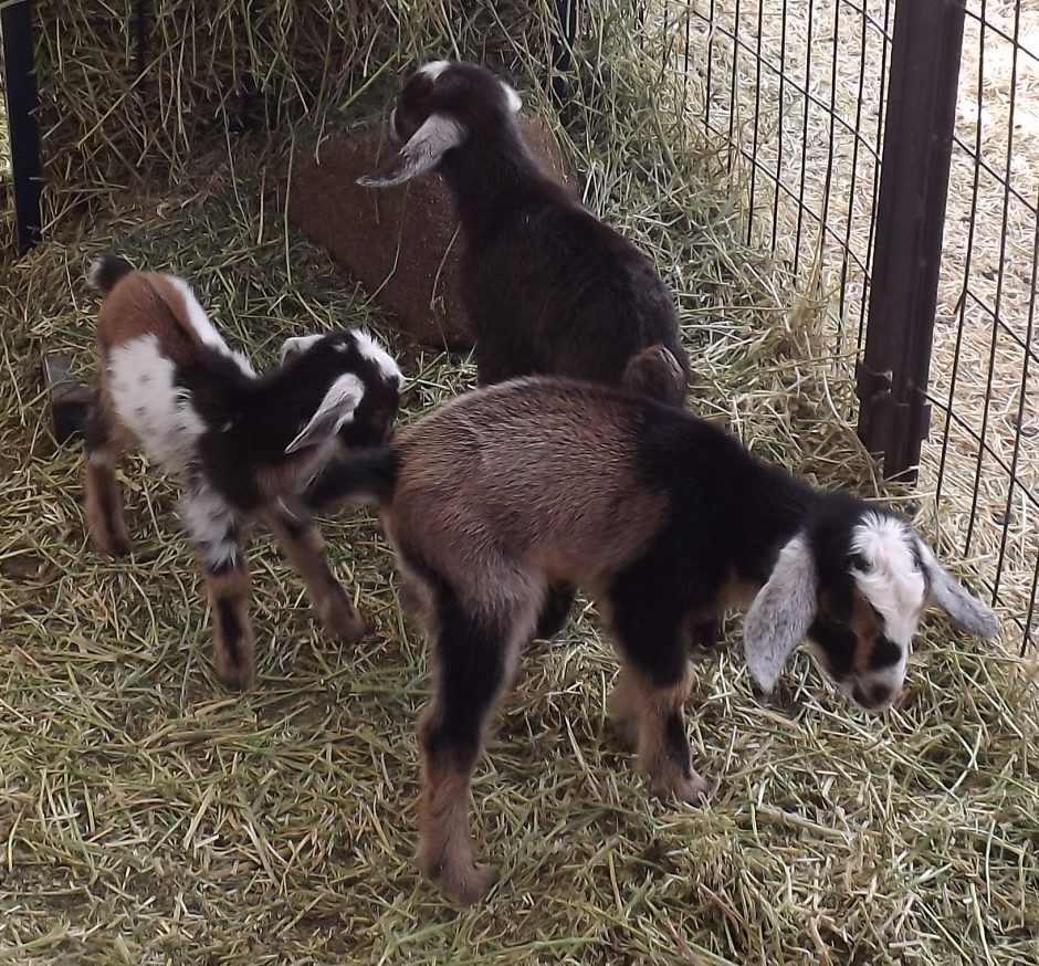 Goat Companions