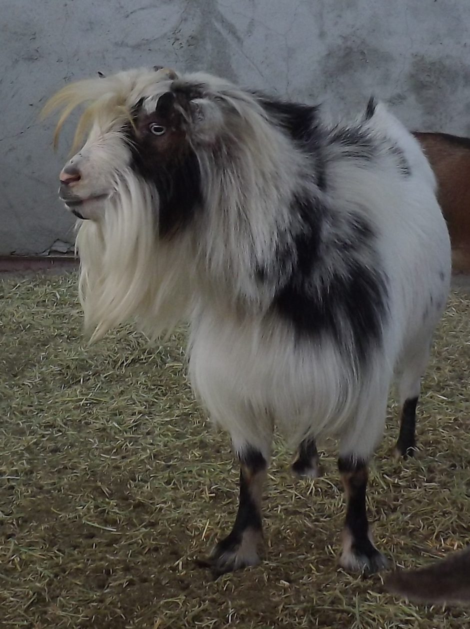 Goat Companions