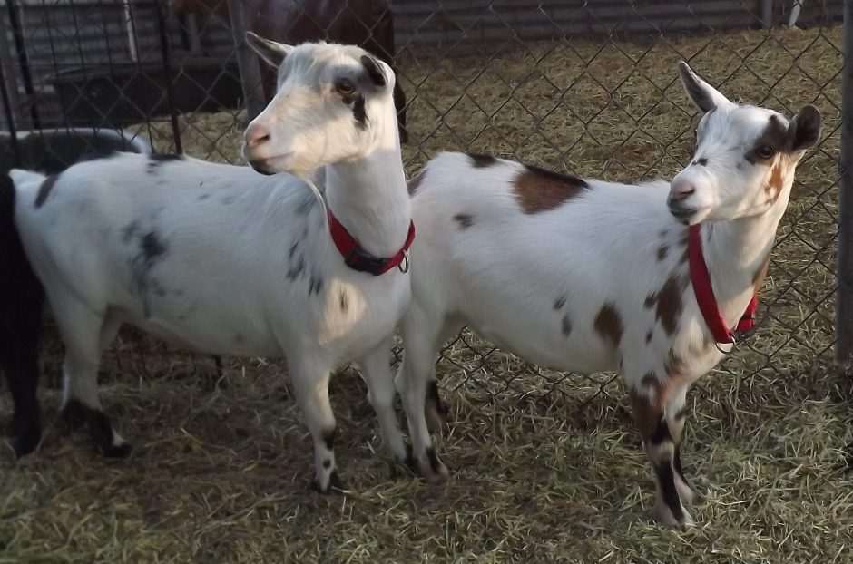 Goat Companions