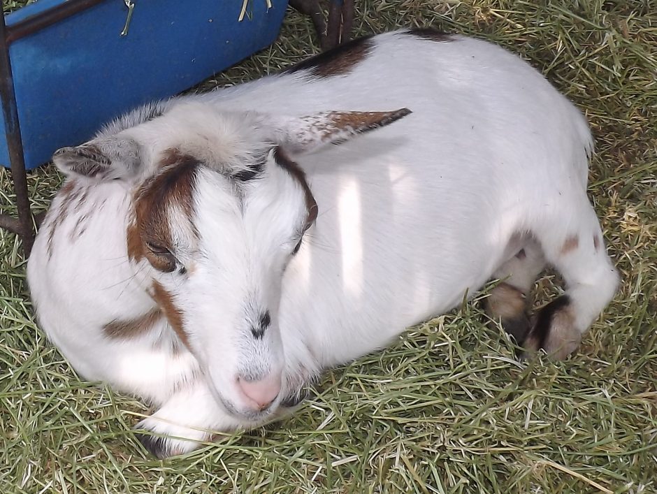Goat Companions
