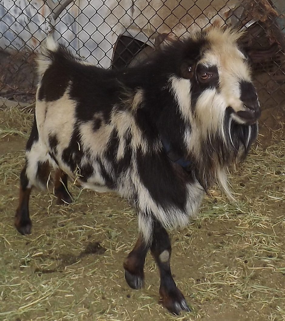 Goat Companions