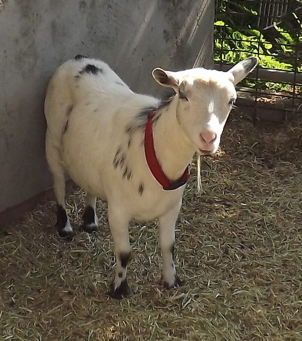 Emotional Support Goat Goat Companions