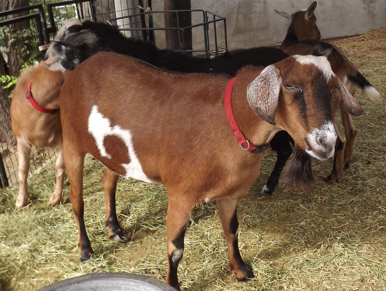 S’Whirly – Bottle Fed Miniature Mini Nubian Wether F1 POLLED – Goat ...