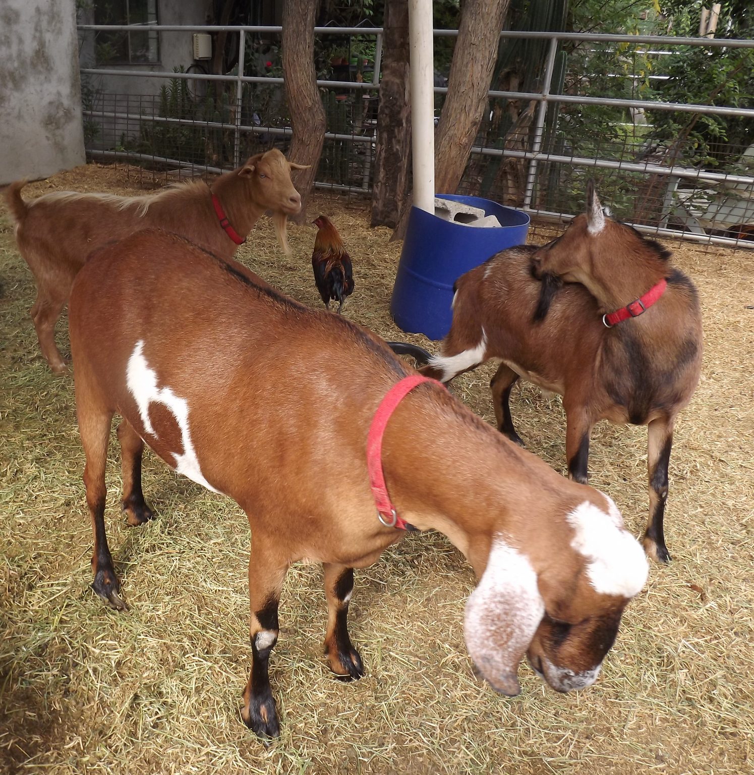 s-whirly-bottle-fed-miniature-mini-nubian-wether-f1-polled-goat